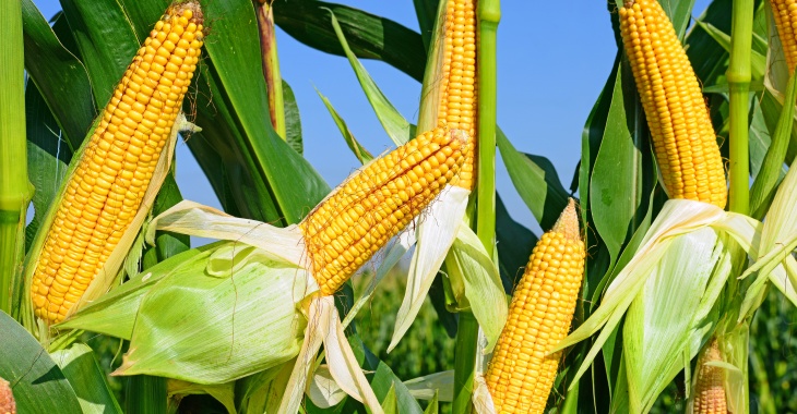 Dietetyczka tłumaczy, na co zwrócić uwagę, kupując produkty kukurydziane dla najmłodszych