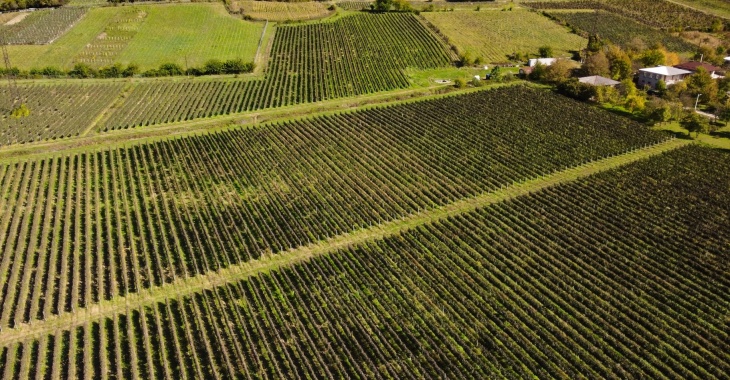 Rekordowe winobranie w Gruzji