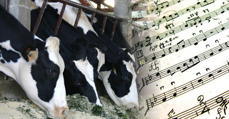 Pierwsza mleczarnia w Polsce wymaga od rolników, aby krowy słuchały muzyki klasycznej. Dają wtedy więcej mleka