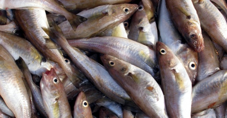 Wzrasta konsumpcja ryb na świecie. Średnie spożycie globalne to 20 kg, w Polsce – 13 kg na osobę