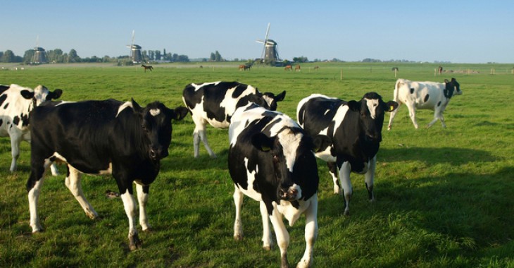 Pakiet wsparcia producentów mleka znany ma być 10 września