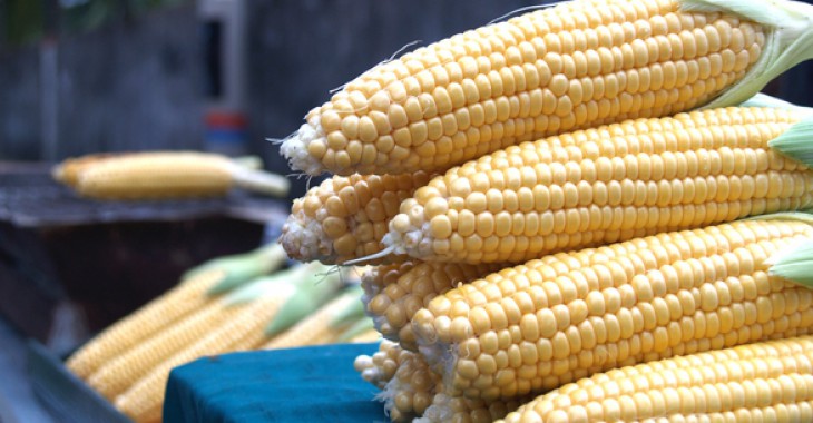 Rośnie eksport polskiej kukurydzy. Jej cena jest o 30 proc. niższa niż w Europie Zachodniej