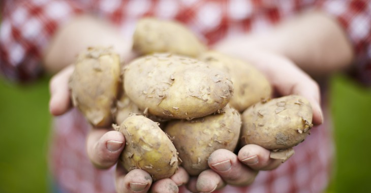 Polacy prawdziwymi amatorami ziemniaków