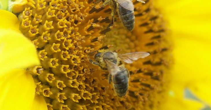 NIK: brakuje koordynowanych działań na rzecz walki z chorobami pszczół