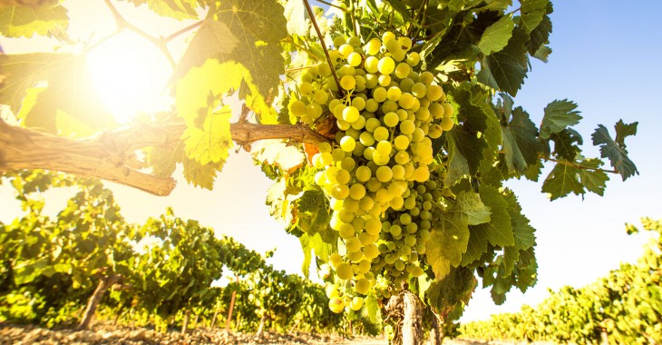 6 rzeczy o winobraniu, które miłośnik wina powinien wiedzieć