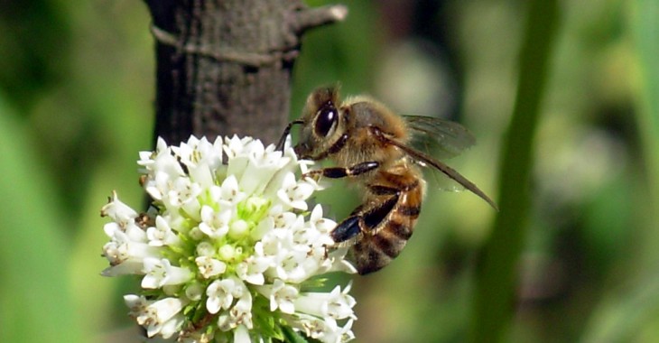 Twoja gmina może uratować pszczoły
