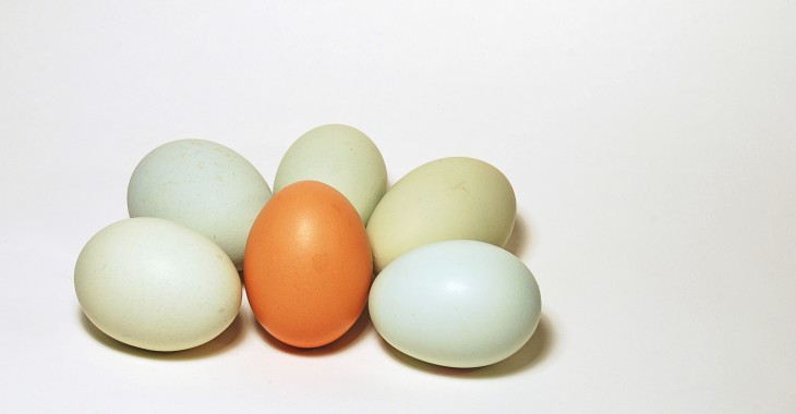 Selgros Cash&Carry zamierza wycofać ze sprzedaży jaja z chowu klatkowego
