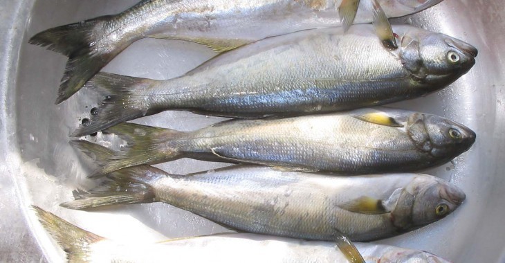 Rośnie światowa konsumpcja ryb. Ile zjadają Polacy w ciągu roku?