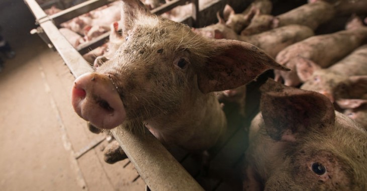 Polscy producenci wieprzowiny walczą o rynek