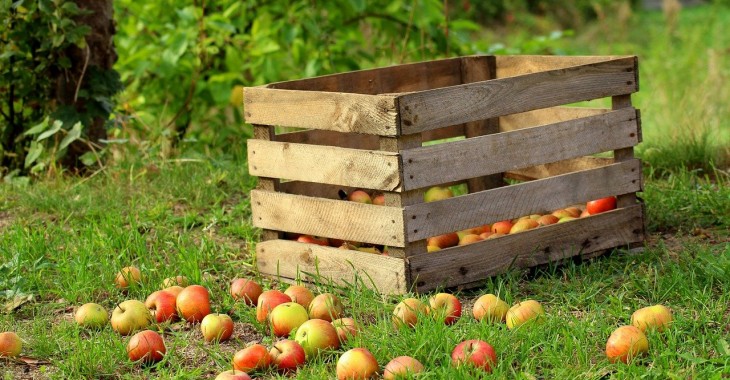 Izraelscy naukowcy odkryli sposób, aby jabłka przetrwały cały rok