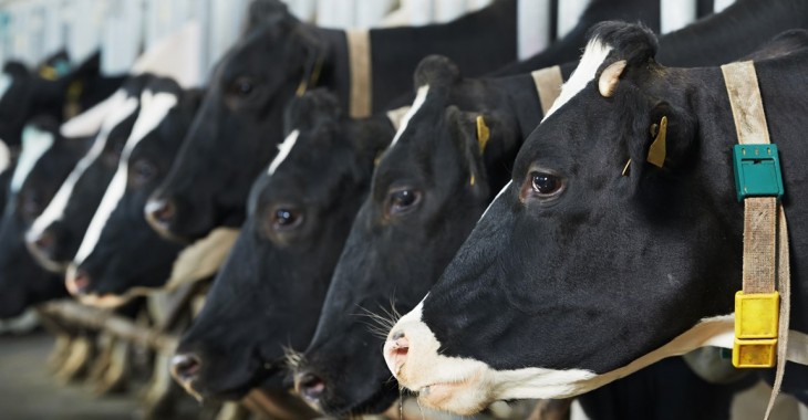 Letnie upały prowadzą do spadku produkcyjności krów mlecznych i strat finansowych gospodarstw