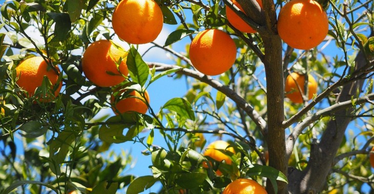 Słaby rok dla włoskich pomarańczy