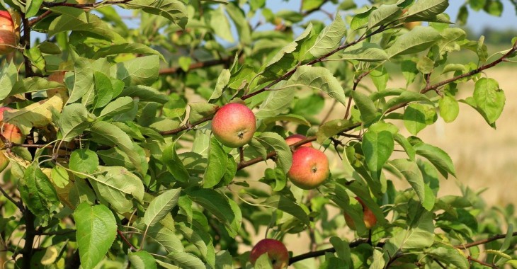 Mniejsze zbiory jabłek w Polsce