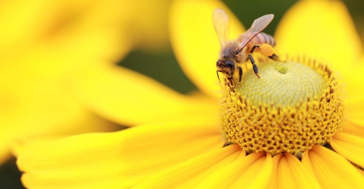 W Polsce przybywa pszczół i pszczelarzy amatorów. Rośnie również spożycie miodu