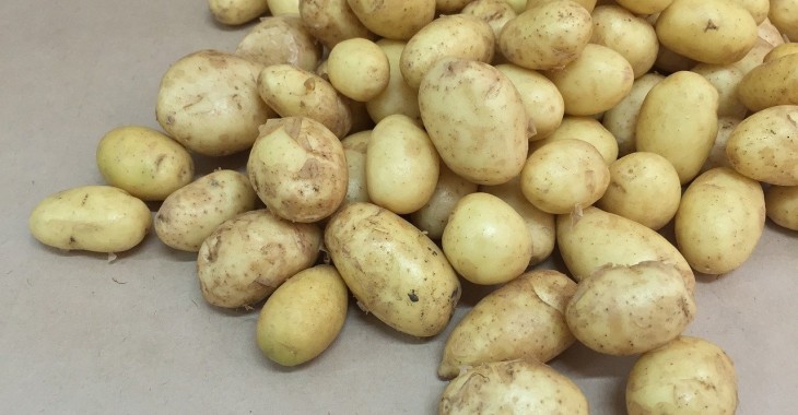 Średni plon ziemniaków w Europie szacuje się na 34,9 t/ha