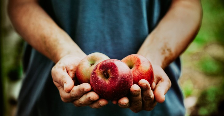 Ceny jabłek w Polsce spadają o 66% ze względu na problemy z jakością
