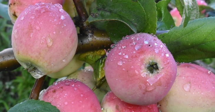 Niższe zbiory ukraińskich jabłek z powodu niekorzystnej pogody