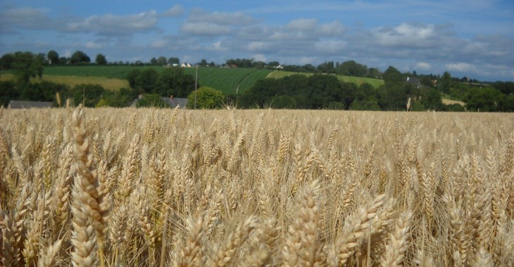Tegoroczne zbiory zbóż na świecie będą większe