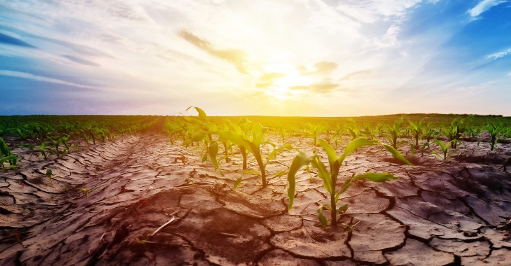 Susza rolnicza w 15 województwach i we wszystkich uprawach. Ocieplenie klimatu to problem nie tylko dla rolników