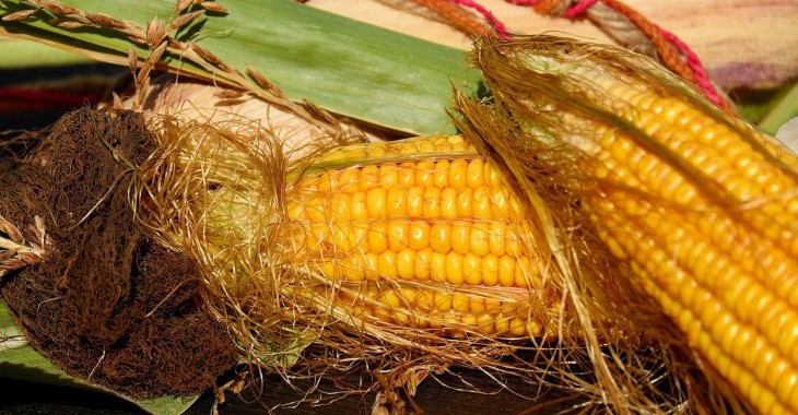 Globalny rynek kukurydzy