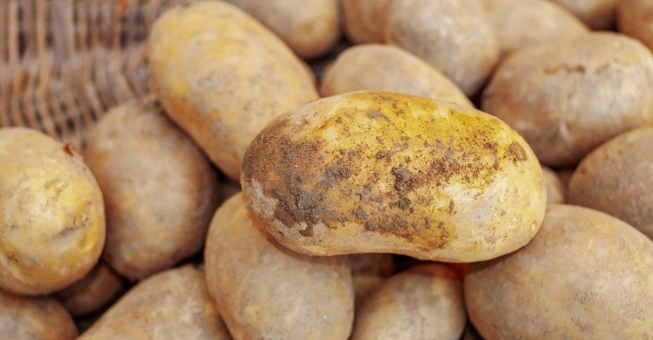 Rekordowy obszar upraw ziemniaków