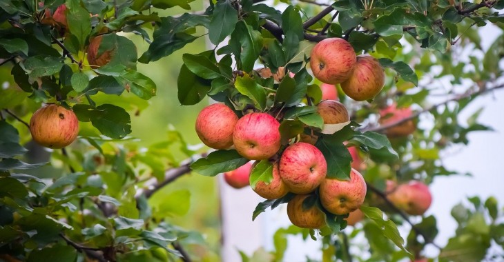 Jakość i ilość węgierskich jabłek powinna spaść w tym roku