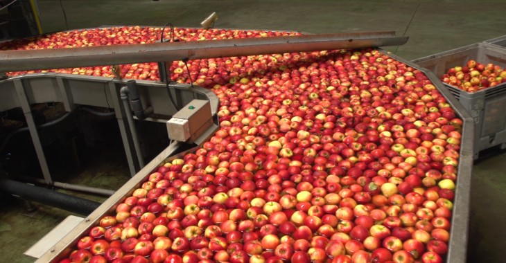 Ile kosztuje przygotowanie jabłka do sprzedaży?