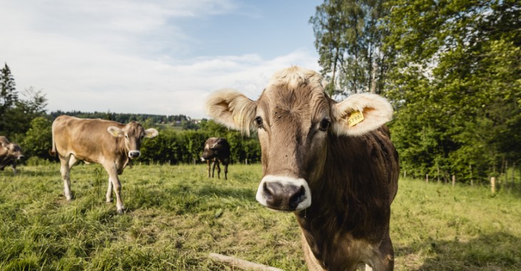 Alpejskie mleko od zadbanych krów  – Milka przypomina, skąd się bierze delikatność