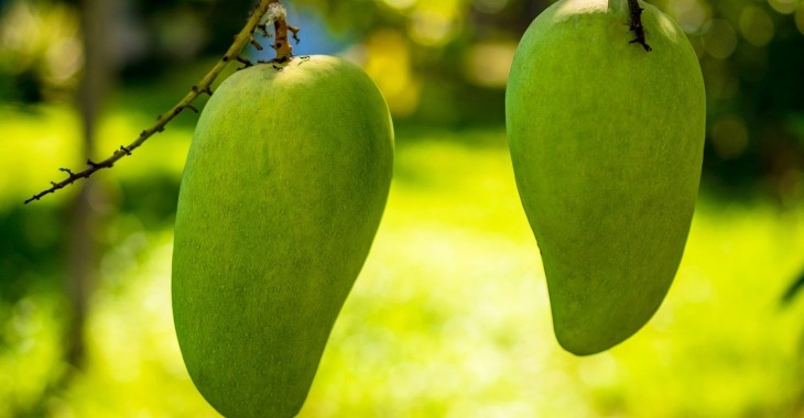 Hiszpańscy naukowcy chcą uzyskać mango bez pestki