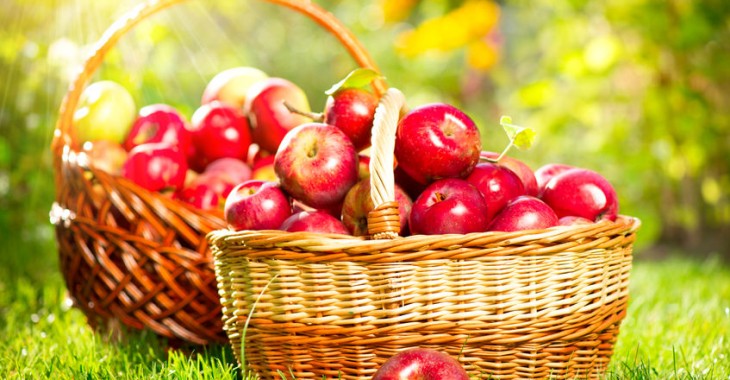 Prognozowana produkcja jabłek w Unii Europejskiej