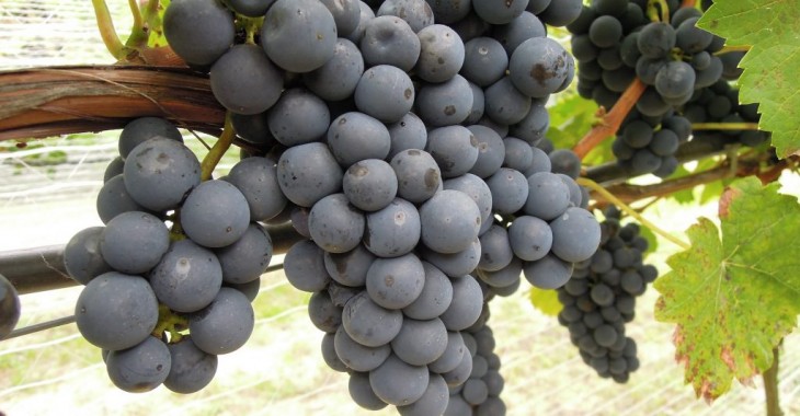 Wzrost liczby winnic i dominujące odmiany winorośli w Polsce