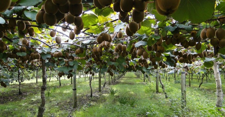 Połowa upraw kiwi we Włoszech została dotknięta silnymi mrozami