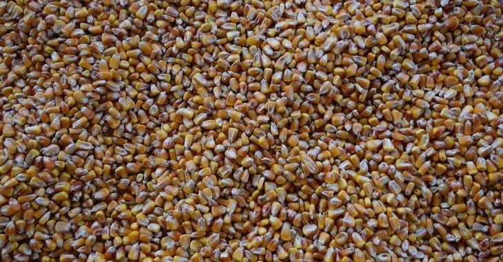 Minimalna zwyżka prognoz światowej produkcji kukurydzy