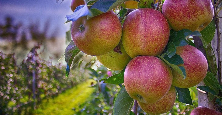 Rosja: krajowe zapasy jabłek są prawie wyczerpane