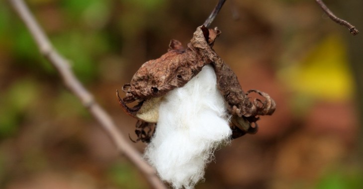 Zmniejszenie światowego handlu bawełną powoduje wzrost zapasów
