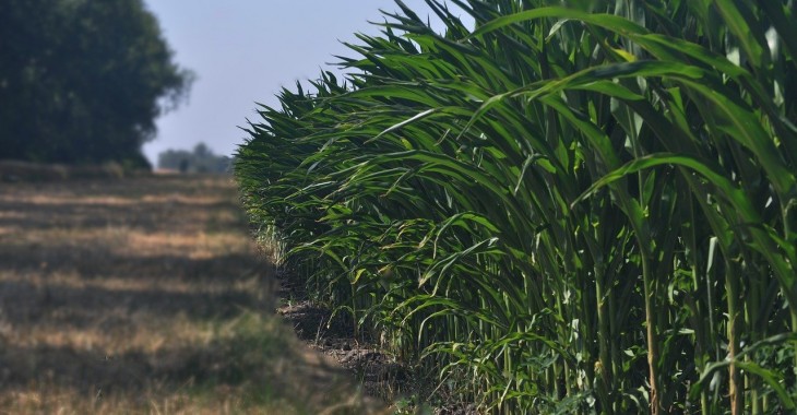 Rekordowe zbiory kukurydzy na świecie
