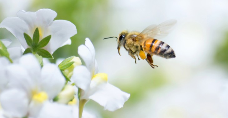 10 lat działań na rzecz pszczół i miliony zaangażowanych Polaków –  raport „Z Kujawskim pomagamy pszczołom”