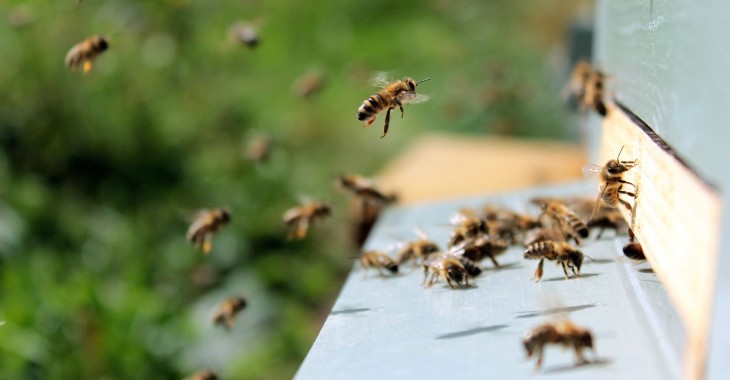 Sztuczna inteligencja pozwoli uratować pszczoły
