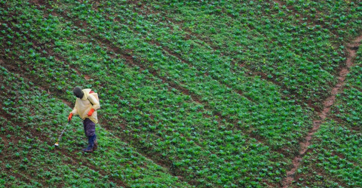 Europejscy rolnicy mają do 2030 roku ograniczyć używanie pestycydów o połowę. Według nich może to zagrozić pozycji europejskiej żywności