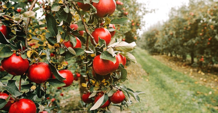 Skąd się biorą polskie jabłka? Poznaj sekrety sadowników