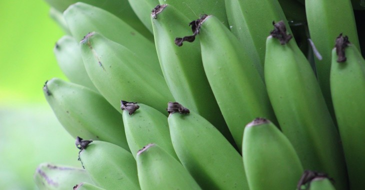 Rosyjski import owoców oznacza spadek dostaw bananów i jabłek