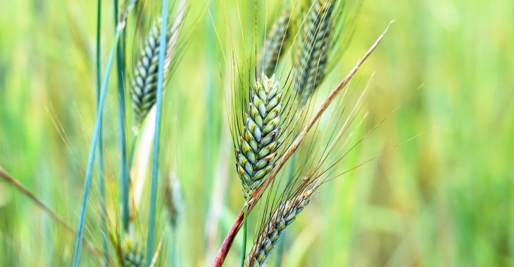 Prawie 75% planu unijnego eksportu pszenicy zostało już zrealizowane
