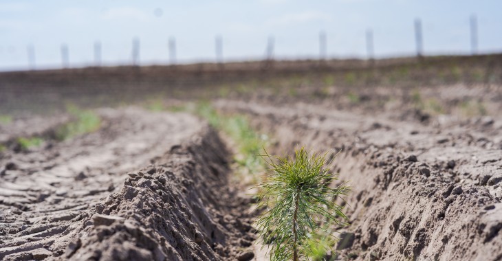 Proekologiczna akcja Sokołowa 20 tysięcy drzew już zasadzonych!