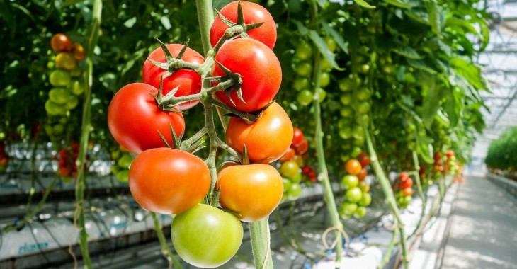 W 2021 roku Turcja dostarczyła pomidory do 54 krajów świata