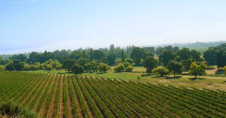 Kalifornia – kraina winem płynąca. Poznaj czwarty największy region winiarski na świecie
