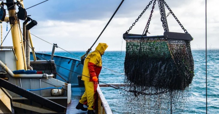 Nowe limity połowowe dla ryb Bałtyku - WWF apeluje do ministrów ds. rybołówstwa UE